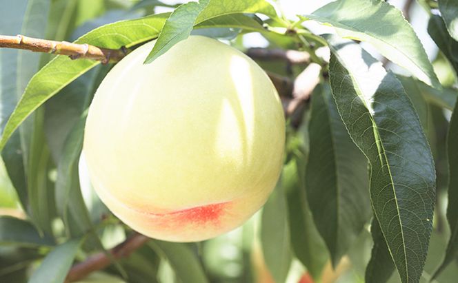 桃 ぶどう 2026年 先行予約 果物 味比べ三昧 岡山 白桃 2玉 等級：ロイヤル（1玉220g以上）ニュー ピオーネ 1房 380g以上 詰合せ もも 葡萄 岡山県産 国産 フルーツ 果物 ギフト 岡山の桃 岡山の葡萄 食べ比べ 