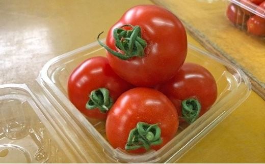 御殿場 中玉トマト シンディスイート 6パック（約1.2kg） ※～2026年7月発送