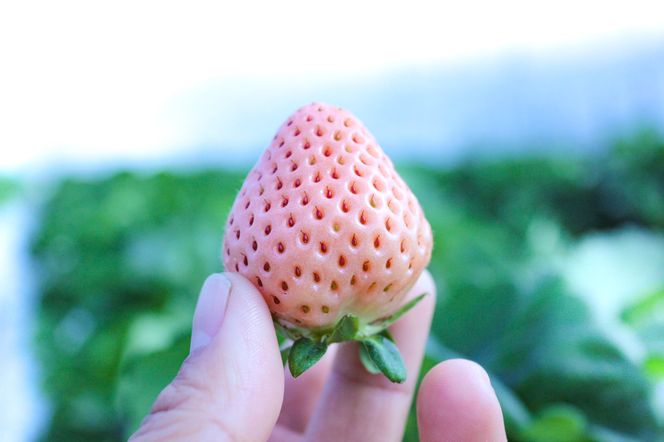 【完熟クラフト苺BERRY】海外セレブ御用達【樹上完熟白いちご】淡雪（あわゆき）約500g（出荷2026年12月上旬～2027年5月下旬）【yuji0004】