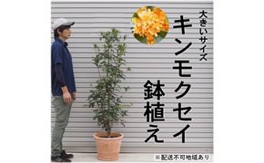 鉢植え 金木犀 キンモクセイ オリーブ柄 テラコッタ鉢 40cm 配送不可 北海道 沖縄 離島 植物 ガーデニング 観葉植物 花 苗木 インテリア いい香り 秋の樹木 大きいサイズ 