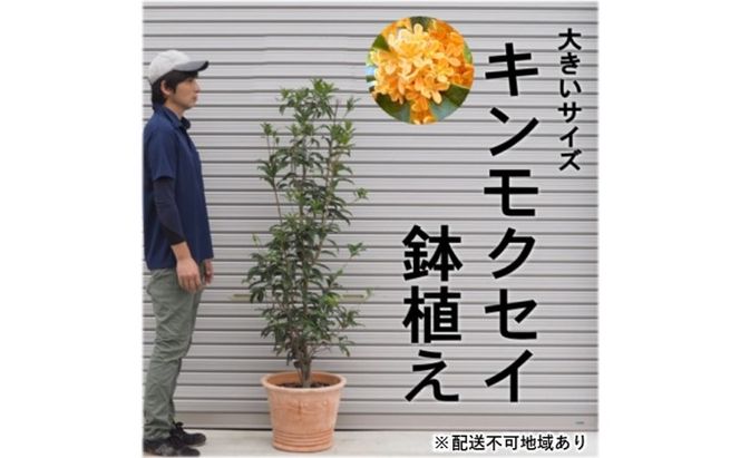 鉢植え 金木犀 キンモクセイ オリーブ柄 テラコッタ鉢 40cm 配送不可 北海道 沖縄 離島 植物 ガーデニング 観葉植物 花 苗木 インテリア いい香り 秋の樹木 大きいサイズ 
