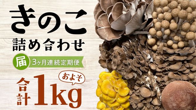 【 3ヶ月連続定期便 】きのこ の 詰め合わせ Sサイズ ( 約1kg ) （茨城県共通返礼品：城里町） キノコ セット 野菜 低カロリー ダイエット デトックス バラエティ セット 新鮮 [DY005us]
