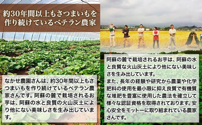 芋 熊本 県 大津 町産 なかせ 農園の蔵出しベニーモ 選べる 約 1.5kg (大中小サイズ不揃い)《1-5営業日以内に出荷予定(土日祝除く)》 さつま いも さつま芋 芋 紅 はるか スイート ポテト 干し芋にも 特産品 SDGs 中瀬農園---fn_nksimo_s_24_4000_1500g---