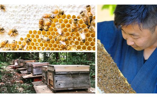 【 数量限定 】田舎はちみつ スティック 7種 セット [ ハニースティック ST7 ]（ 茨城県共通返礼品： 五霞町 ） 季節で移ろう 生ハチミツ 蜂蜜 非加熱 茨城県産 国産 天然 純粋 贈答用 小分け 使い切り [EG008us]