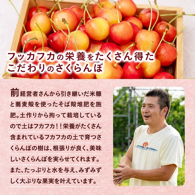 2027年発送 さくらんぼ 佐藤錦 600g (300g×2P) Lサイズ 北海道 仁木町　国産 旬のフルーツ 旬の果物 デザートサクランボ チェリー フルーツ 果物 果物類 仁木 [カムナビファーム]