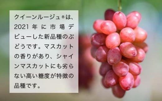 クイーンルージュ® &シャインマスカット 詰合せ 各1房 約1kg ［おぶせファーマーズ］ 果物 フルーツ くだもの ぶどう 葡萄 ブドウ クール便 冷蔵便 令和7年産 【2025年9月下旬～10月下旬発送】 ［F-541］