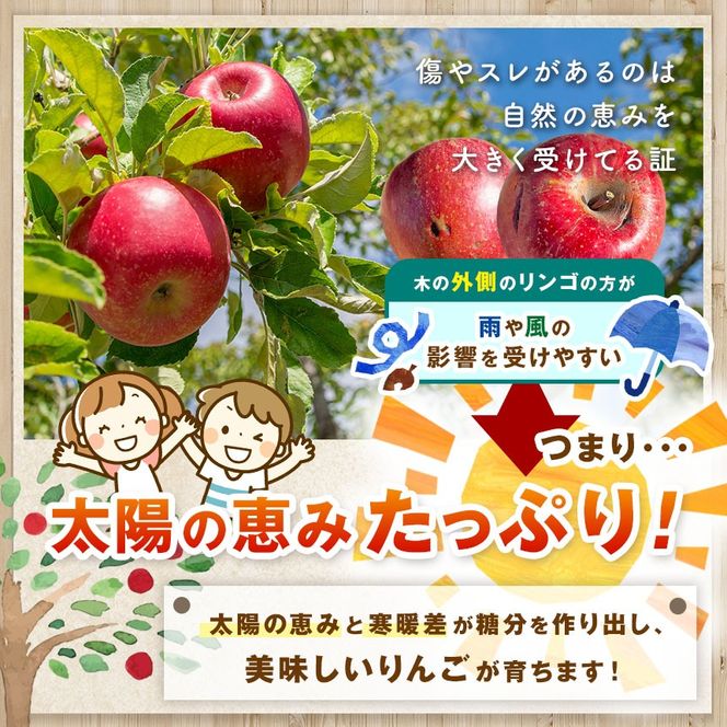 訳あり りんご 令和8年11月中旬発送 傷等訳あり・ご家庭用 甘い! 希少! 幻のりんご あいかの香り 約5キロ（りんご・リンゴ・林檎）伊那市 長野県 信州【016-33】