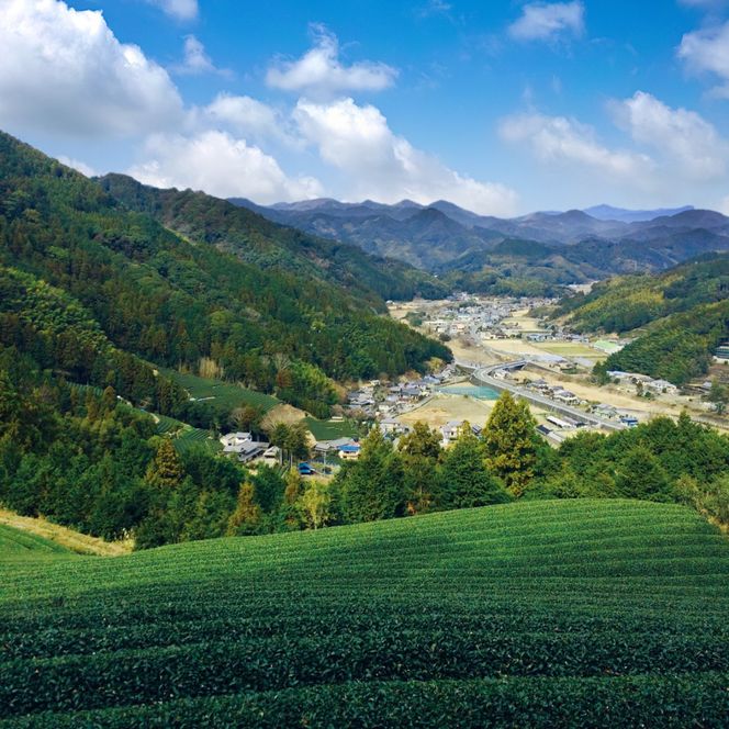 煎茶 茶葉 9袋 日本茶 有機 オーガニック 国産 静岡 有機栽培 飲料 飲み物 ティー 緑茶 無農薬 ギフト お茶 ホット リラックス 薮崎園 静岡県 藤枝市
