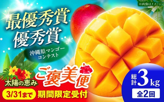 【全2回】太陽の恵み マンゴーご褒美便 (総計3kg) マンゴー 2026 沖縄 果物 フルーツ ギフト 沖縄市 / 仲村農園[BCZZ052]