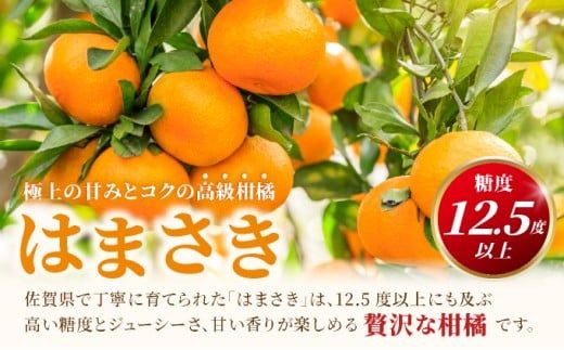 はまさき 約2.5kg 化粧箱入り