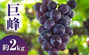 【2026年9月発送】巨峰約2kg ぶどう 長野県産