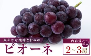 ピオーネ　約1kg(2～3房) 372013_T006-803J