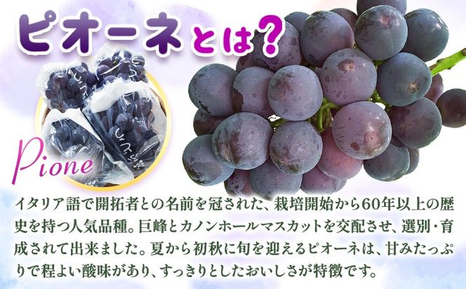 【先行予約】紀州和歌山産 ピオーネ 約2kg 3房-5房 魚鶴商店 《2026年8月下旬-9月下旬頃出荷》 和歌山県 日高町 フルーツ ぶどう 巨峰 2kg 和歌山県産 送料無料---wsh_cuot57_8g9j_25_20000_2kg---