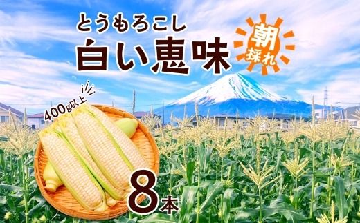 ＜2026年発送先行予約＞とうもろこし 白い恵味 ホワイト 400g以上×8本 高糖度 トウモロコシ スイートコーン 玉蜀黍 コーン 白 夏野菜 ジューシー 野菜 おやつ 甘い 旬 産地直送 送料無料 湖南野菜出荷組合 山梨県 富士河口湖町 FEM006