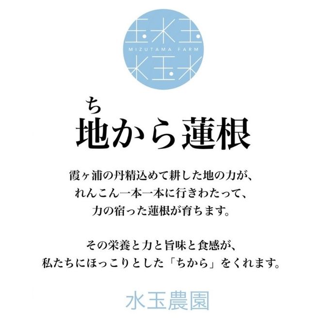 農園採れたて 地からレンコン 2kg ｜ 産地直送 茨城県 土浦市産 れんこん 蓮根 シャキシャキ ※離島への配送不可