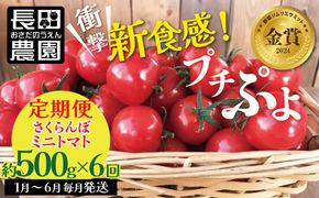 【先行受付】2027年1月～6月毎月発送 新食感!!奇跡のさくらんぼミニトマトの定期便 約500g×6回コース 野菜ソムリエサミット 金賞 受賞 長田農園 産地直送 トマト とまと 野菜 やさい フルーツ サラダ 濃厚 甘い ご褒美 プレゼント 美容 健康 リピート多数 人気 高評価 数量限定 碧南市 H004-233