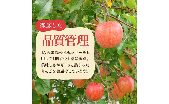 りんご シナノスイート 家庭用 約10kg  フルーツ 果物 甘い 訳あり おいしい 林檎