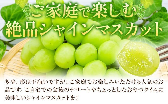 【2026年発送先行予約】ご家庭用 岡山県産 シャインマスカット 1.2kg 2房 3房 晴れの国おかやま館 《2026年9月上旬-10月上旬頃出荷》岡山県 矢掛町 葡萄 マスカット 果物 スイーツ フルーツ デザート【配送不可地域あり】（離島）---ofn_choksm_ad9_25_16000_12---