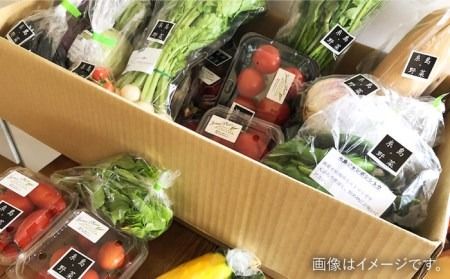 【全6回定期便】旬を味わう 糸島 野菜 セット 10～14種 （14パック） / イタリア野菜 オーガニック 野菜ソムリエ 松永 糸島市 / vegeLabo [AJB002]