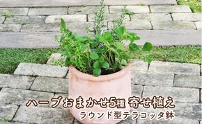 ハーブ 寄せ植え 5種 ラウンド型 テラコッタ鉢 25cm 植物 インテリア ガーデン 