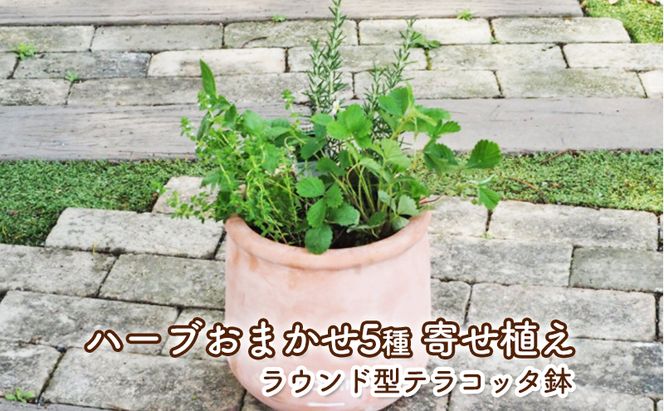 ハーブ 寄せ植え 5種 ラウンド型 テラコッタ鉢 25cm 植物 インテリア ガーデン 