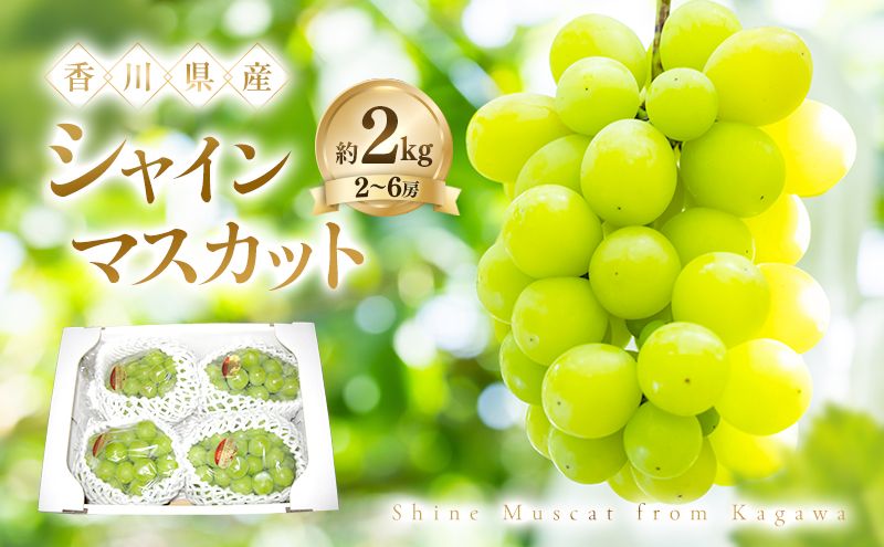 シャインマスカット 約2kg ぶどう ブドウ 葡萄 香川県産 国産 フルーツ 果物