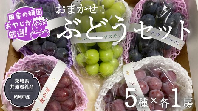 おまかせ！ ぶどう セット 5品種×各1房【2026年9月より発送開始】（茨城県共通返礼品 [ぶどう]：結城市産） ぶどう ブドウ 葡萄 果物 フルーツ 茨城県産 [BI427-NT]