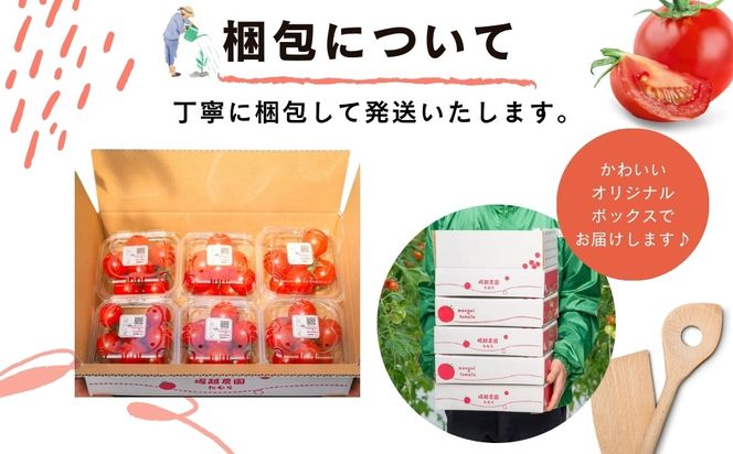 めんごいとまと TYレッドオーレ 150g×12パック ( 計1.8kg ) 4月発送 めんごいとまとたむら アイメック栽培 ミニトマト トマト プチトマト 冬トマト 野菜 農家直送 ギフト プレゼント 新鮮 福島県 田村市 堀越農園 N057-003