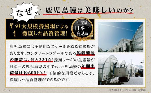 うなぎ 蒲焼 120g×2尾【鹿児島産】地下水で育てた絶品鰻 464686_AQ130