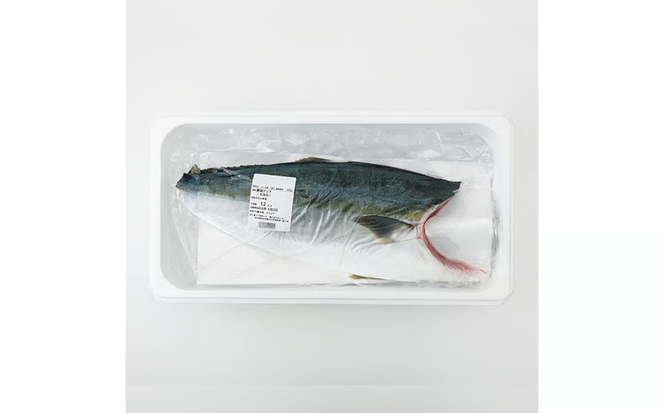 ＜先行予約受付中！2026年12月以降順次発送予定！＞海の匠 ブリ フィレ (1.2kg) ぶり 鰤 刺身 国産 魚 海産物 海鮮丼 ぶりしゃぶ 冷蔵 【JP004-12】【三共物商】