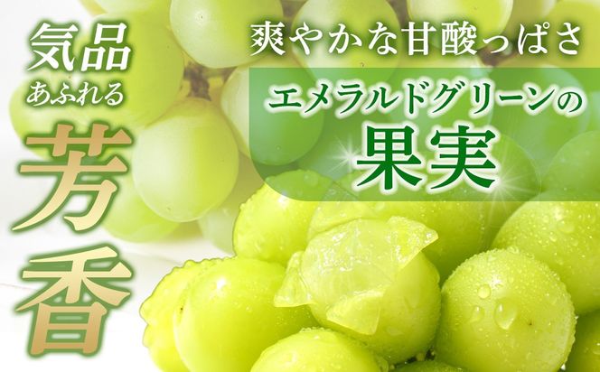 先行予約 和歌山 有田産 2色 ぶどう 詰め合わせ 巨峰 マスカットオブアレキサンドリア［2026年8月下旬以降発送］  	DU02
