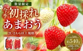 今季初採れ あまおう 2パック 約500～540g 【数量限定】 【2025年12月上旬～2026年1月下旬発送予定】 苺 いちご 果物 果実 フルーツ 国産 九州 福岡県 香春町 冷蔵