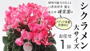 シクラメン 「大サイズ」【 おまかせ 1点 】 ガーデニング 花 はな フラワー 鉢 鉢植え 常温 ギフト プレゼント 贈り物 贈答 牛久市 確実園 [BG008us]