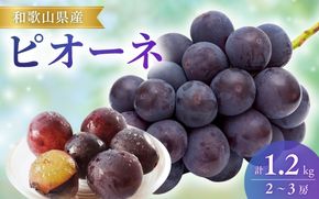 ピオーネ 和歌山県産約1.2kg（2～3房） /ぶどう 葡萄 ブドウ フルーツ 果物 ※8月下旬～9月中旬頃順次発送 ※離島への配送不可  【mat511-r-1d2】