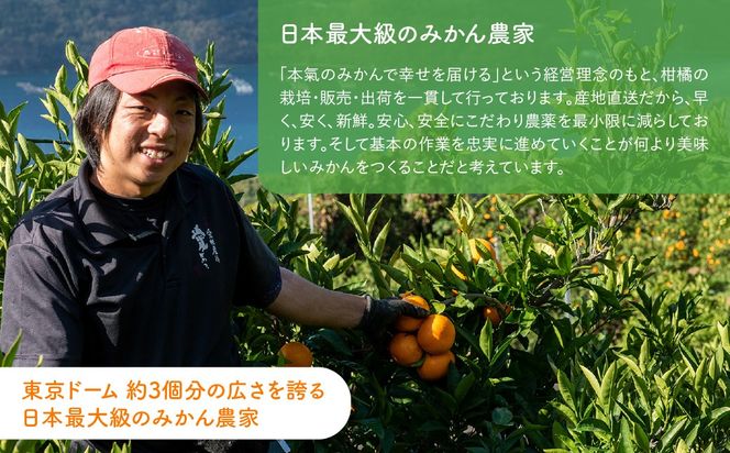 【先行予約】紅華（生果）約5kg （2026年12月上旬より順次発送） IKTF015