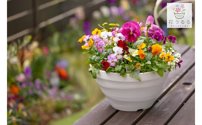 D546 パンジー＆ビオラの寄せ植え[カシスオレンジ(プランター版)]玄関先 フラワーギフト