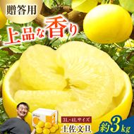 【先行予約】【果樹園直送】土佐文旦 特選品贈答用 約3kg 3L～4Lサイズ 5個入り〈2027年2月中旬～3月下旬頃発送〉  /  大玉 ぶんたん ブンタン フルーツ 柑橘 みかん 果物 くだもの 柑橘類 デザート おやつ【白木果樹園】 [BQAI002]
