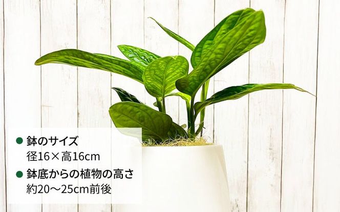 凸凹葉っぱの珍しいモンステラ 『モンステラ・ジェイドシャトルコック』 糸島市 / cocoha 観葉植物 グリーン 緑 インテリア[AWB041]