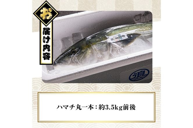 豊後ハマチ 若武者(丸一本) ハマチ はまち 鮮魚 旬 刺身 鰤しゃぶ 竜田揚げ りゅうきゅう 国産 大分県 佐伯市 特産品【GS001】【浪井丸天水産】