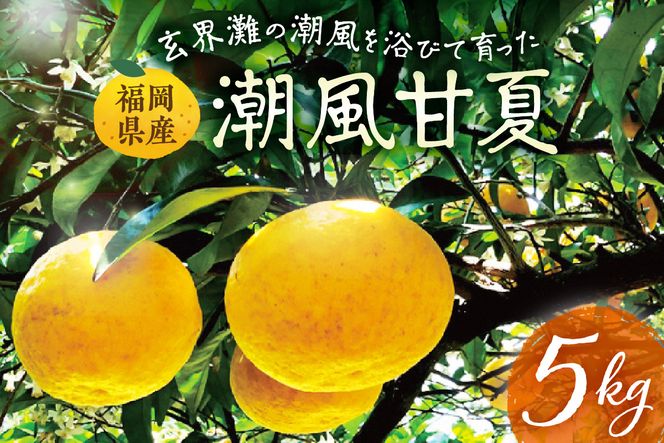 玄界灘の潮風を浴びて・・・【潮風甘夏5kg】【ほたるの里】_HA0489