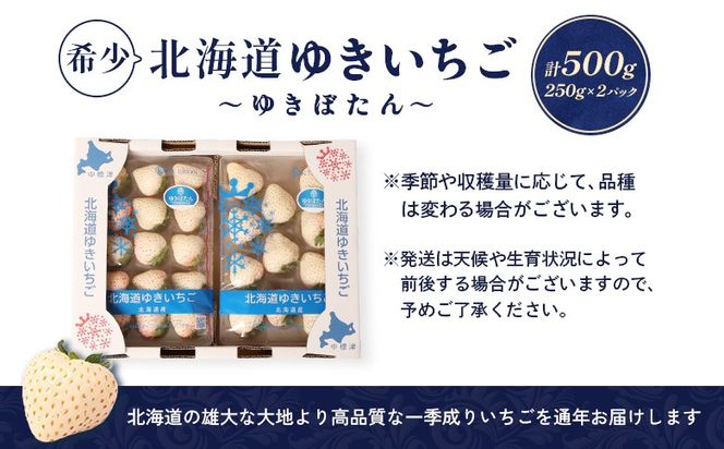 【受注後、随時発送！】【北海道産】ゆきいちご（白いちご） 2Pセット 250g×2 計500g 苺 イチゴ 白いちご 一季成りイチゴ ゆきぼたん パールホワイト 希少 高級 ギフト お取り寄せ ふるさと納税 北海道 中標津【59001】