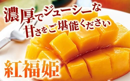 【2026年発送 先行予約】「紅福姫ブランド」石垣島のマンゴー 約1kg【沖縄県 石垣市 産地直送 旬 石垣島産 マンゴー 完熟マンゴー アーウィン種マンゴー】OT-04