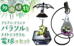 多肉植物　アジアン・プランツパラソルとナイトテラリウム電球のセット インテリア 照明 ライト 　※2025年7月中旬頃より順次発送予定　※離島への配送不可