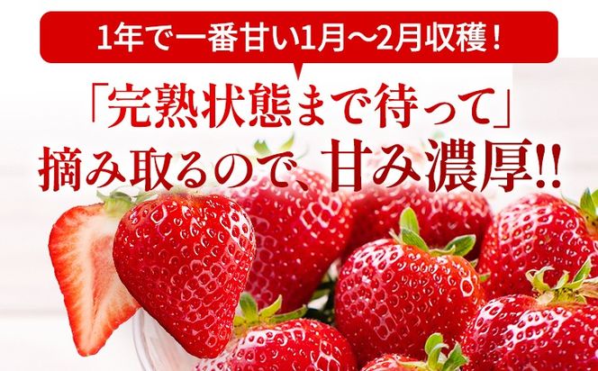 あまおう 8～9粒入り×4パック （先行受付／2025年1月以降順次発送予定）いちご 大粒 不揃い DX デラックス エクセレント 苺 イチゴ 福岡高級 フルーツ 土産 福岡県