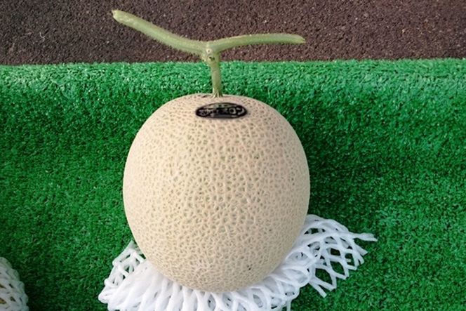 【先行予約】京都丹後久美浜産　砂丘メロン【オトメの祈り】　2Lサイズ／1玉入（2026年7月中旬～発送）　LP00003