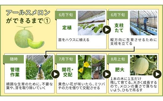 完熟 特大 アールスメロン １玉 2026年産 先行予約 メロン マスクメロン 青肉 果物 フルーツ 茨城県産 期間限定 数量限定 [AF087ci]