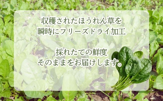 ほうれん草の“まんま”　FB051