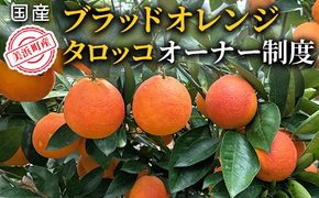 美浜町産ブラッドオレンジタロッコ　オーナー制度