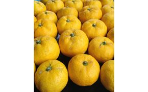 柚子（ゆず）玉 　約1.4kg箱　食材　果汁　風味【2026年11月中旬頃発送】 313726_AA017