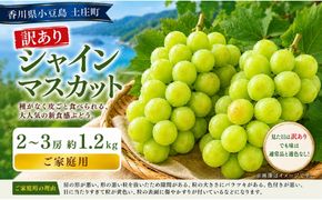 訳あり シャインマスカット  2～3房 約1.2kg マスカット フルーツ 果物 香川県 土庄町